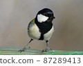 Great tit that poses like a model 87289413
