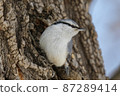 Nuthatch that is worrisome over there 87289414