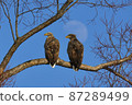 Two white-tailed eagles lined up on a tree with the moon in the background 87289499