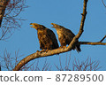 White-tailed eagle that synchronizes on a tree 87289500