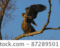 White-tailed eagle confirming love on a tree 87289501