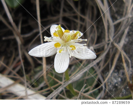 春末湯之丸高原盛開的三葉金線 春末湯之丸高原盛開的三葉金線 87289659