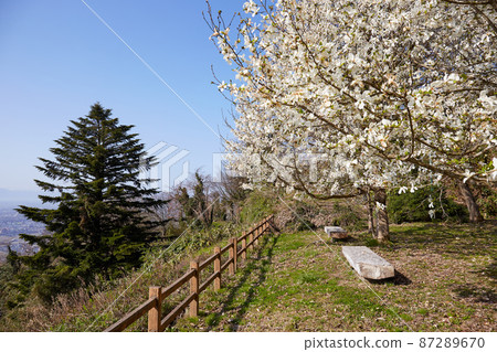 April (Spring) Scenery from Shiroyama Park (Moriyama Castle Ruins) and Yulan Magnolia Takaoka City, Toyama Prefecture 87289670