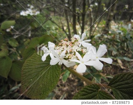 Viburnum furcatum blooming in the Yunomaru plateau in late spring Viburnum furcatum blooming in the Yunomaru plateau in late spring 87289873