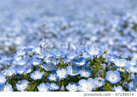 Nemophila Nemophila 87289874