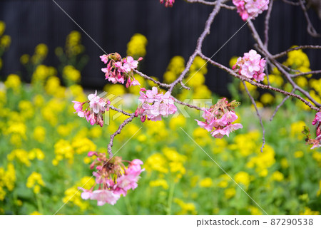Kawazu cherry tree and rape blossoms Kawazu cherry tree and rape blossoms 87290538