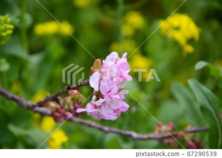 河津櫻花和油菜花 河津櫻花和油菜花 87290539