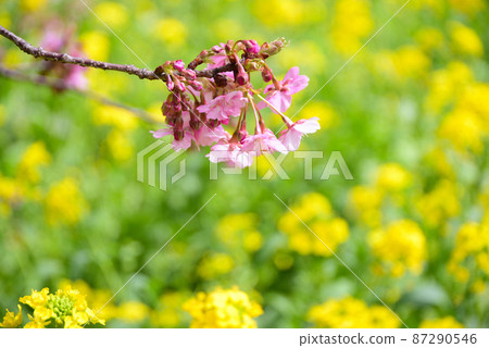 Kawazu cherry tree and rape blossoms 87290546