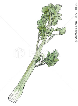 芹菜插圖透明水彩手繪 芹菜插圖透明水彩手繪 87291036