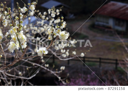 在里山開始開花的白梅(高知縣高知市土佐山) 在里山開始開花的白梅(高知縣高知市土佐山) 87291158