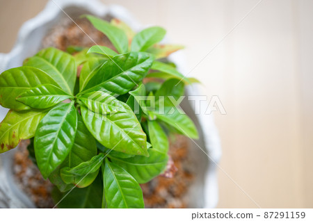 咖啡樹的微距攝影 | 房間裡的室內植物 87291159