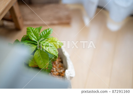 咖啡樹的微距攝影 | 房間裡的室內植物 咖啡樹的微距攝影 | 房間裡的室內植物 87291160