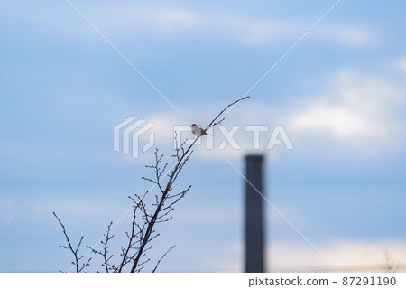 Chimney and sparrow Chimney and sparrow 87291190