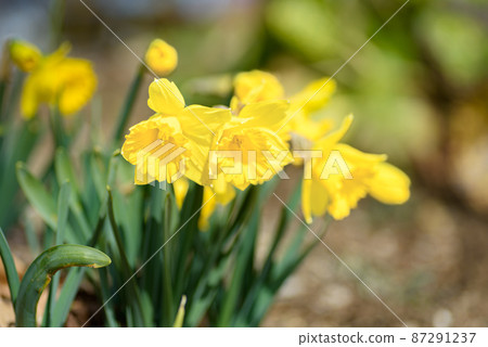 Yellow daffodils 87291237