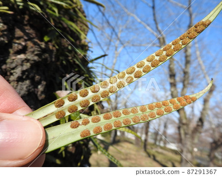 櫻花樹皮上的 Lepisorus thunbergii（屋簷 shinobi）：孢子囊排列在葉子的背面 87291367