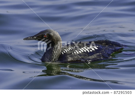 A winter waterfowl from Alaska and Siberia, the Pacific loon found at the beach 87291503