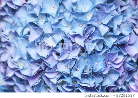 Background of a blue hydrangea flowers, Hortensia flower Background of a blue hydrangea flowers, Hortensia flower 87291587