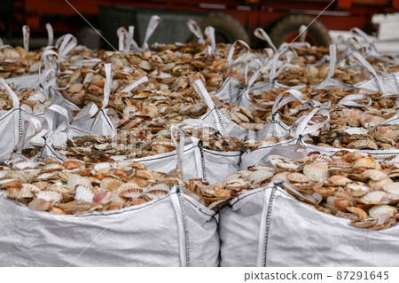 Bags with empty scallop shell for processing Zero waste 87291645