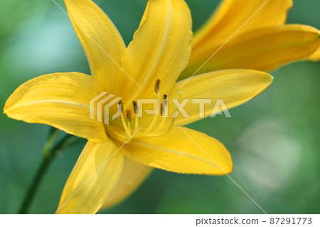 Blooming in the moonlight Blooming in the moonlight 87291773