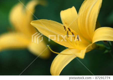 在月光下綻放 在月光下綻放 87291774