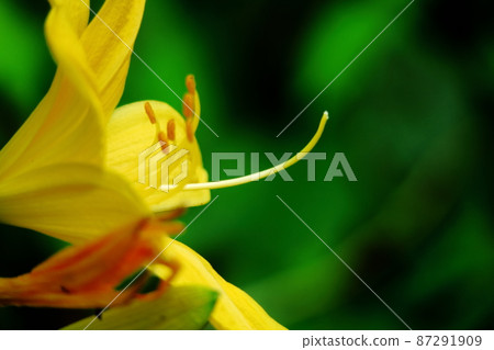 在月光下綻放 在月光下綻放 87291909