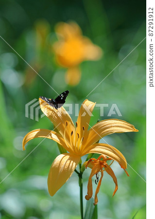 Blooming in the moonlight Blooming in the moonlight 87291912