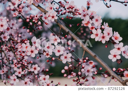 Beautiful pink spring blossoms, natural floral background. 87292126