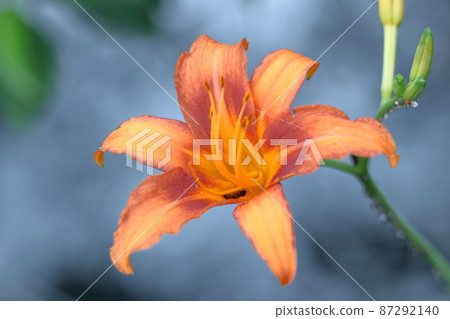 被遺忘的愛情草 被遺忘的愛情草 87292140