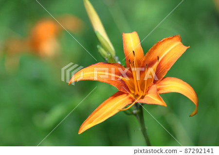 被遺忘的愛情草 87292141