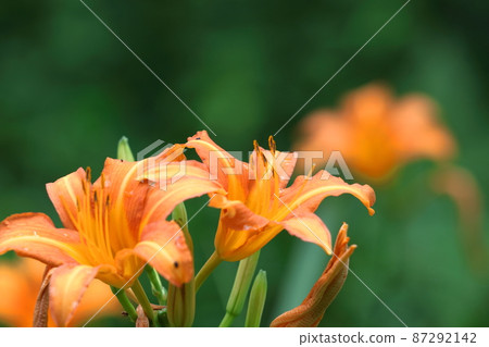 被遺忘的愛情草 87292142