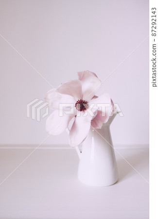 Magnolia flower in bloom against white background. Magnolia flower in bloom against white background. 87292143