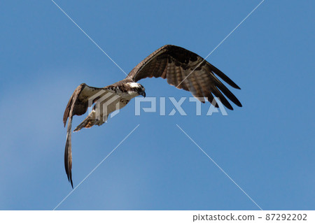 Osprey flying above the River Rio Bebeder in Costa Rica 87292202