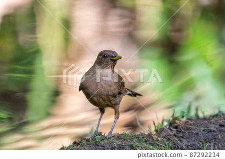 bird Clay-colored Thrush, birdwatching in Costa Rica. 87292214