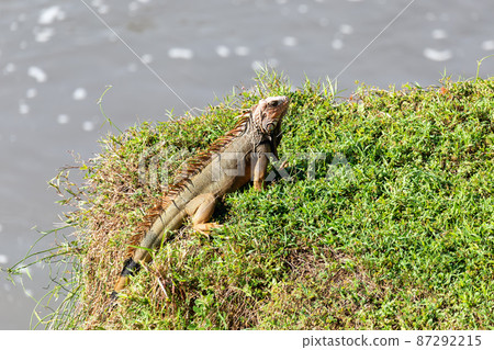 Green iguana, Iguana iguana, river Rio Tarcoles, Costa Rica wildlife 87292215