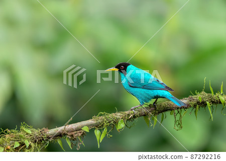 Green Honeycreeper - Chlorophanes spiza, Costa Rica Green Honeycreeper - Chlorophanes spiza, Costa Rica 87292216