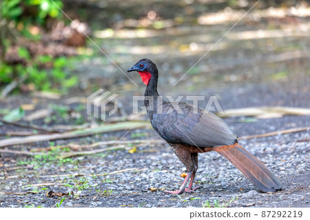 Crested Guan (Penelope purpurascens) in rainforest, Costa Rica Crested Guan (Penelope purpurascens) in rainforest, Costa Rica 87292219