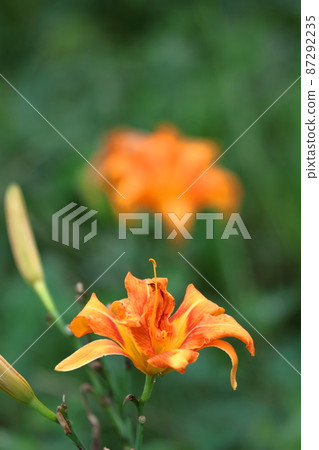 Forgotten love grass 87292235