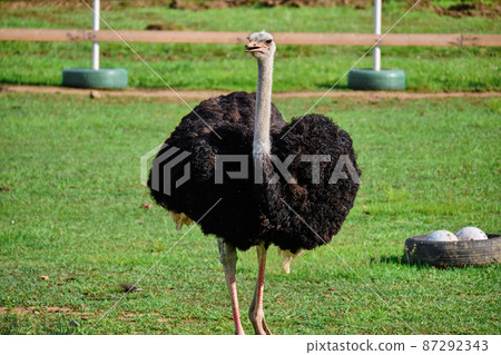 Ostrich on the green lawn 87292343