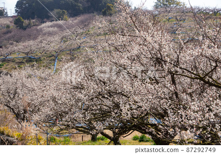 Spring in Minabe Town Minabe Town, Hidaka District, Wakayama Prefecture Spring in Minabe Town Minabe Town, Hidaka District, Wakayama Prefecture 87292749
