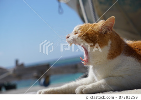 Cat yawning on the beach Cat yawning on the beach 87293259
