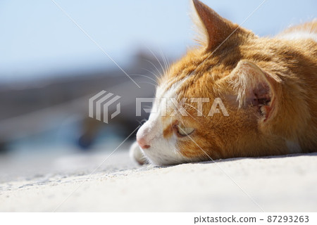 Cat relaxing on the beach Cat relaxing on the beach 87293263