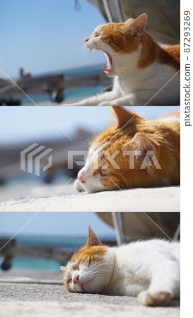 貓特輯 87293269