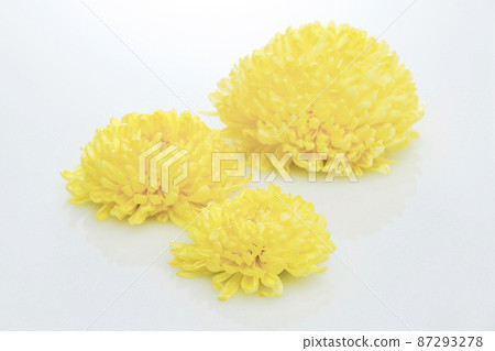 食用菊花 食用菊花 87293278