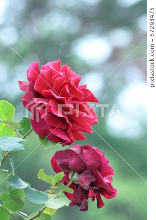 花的女王 87293475