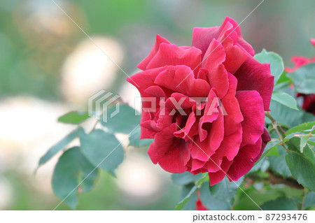 Queen of flowers 87293476