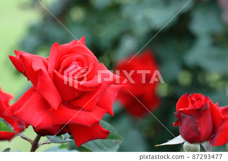 花的女王 87293477