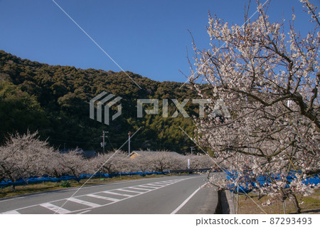 和歌山縣田邊市早谷盛開的梅園，梅樹 87293493