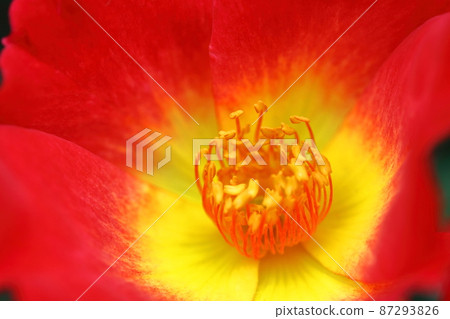 花的女王 花的女王 87293826