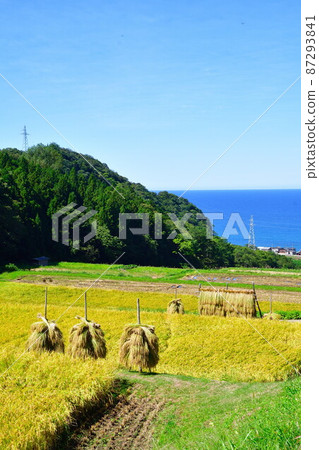 Rice terraces in Murakami Nakahama (Niigata Prefecture) 87293841