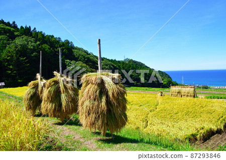 Rice terraces in Murakami Nakahama (Niigata Prefecture) 87293846